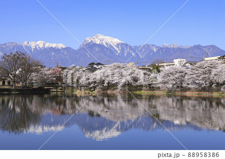 長坂牛池の桜 北杜市 長坂牛池の桜 北杜市 88958386
