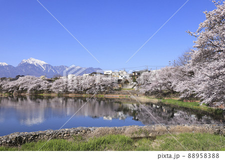 長坂牛池の桜 北杜市 長坂牛池の桜 北杜市 88958388