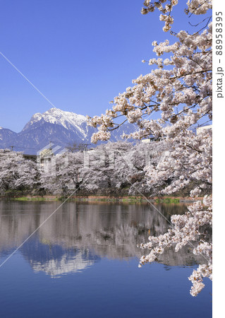 長坂牛池の桜 北杜市 長坂牛池の桜 北杜市 88958395