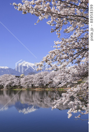 長坂牛池の桜　北杜市 88958399