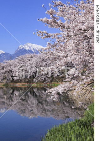 長坂牛池の桜　北杜市 88958404