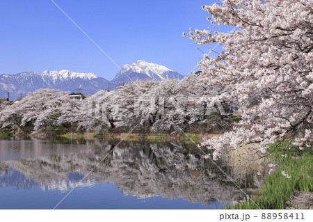 長坂牛池の桜　北杜市 88958411