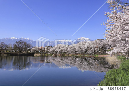 長坂牛池の桜 北杜市 長坂牛池の桜 北杜市 88958417