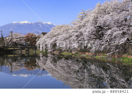 長坂牛池の桜　北杜市 88958421