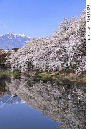 長坂牛池の桜　北杜市 88958423