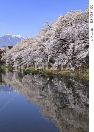 長坂牛池の桜 北杜市 長坂牛池の桜 北杜市 88958430