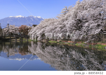 長坂牛池の桜 北杜市 長坂牛池の桜 北杜市 88958432