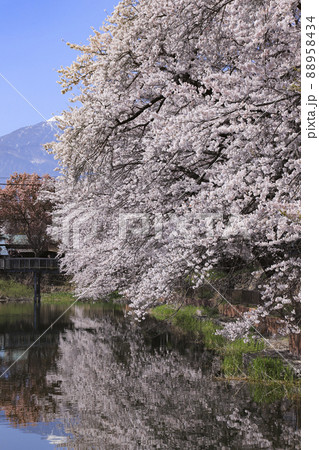長坂牛池の桜 北杜市 長坂牛池の桜 北杜市 88958434