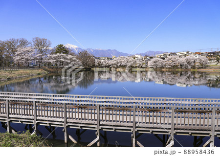 長坂牛池の桜 北杜市 長坂牛池の桜 北杜市 88958436