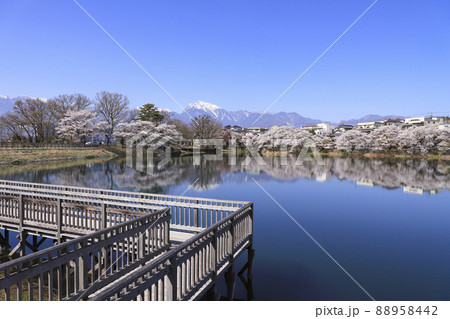 長坂牛池の桜 北杜市 長坂牛池の桜 北杜市 88958442