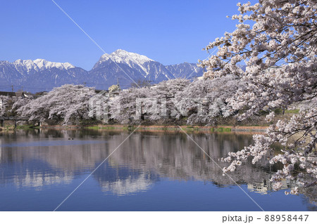 長坂牛池の桜 北杜市 長坂牛池の桜 北杜市 88958447