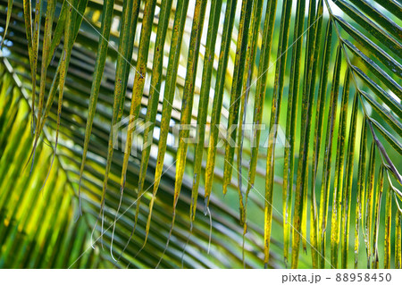 close up view of coconut leaves texture background 88958450
