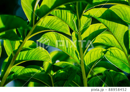 Green leaves of konjac. Leaf leaves of amorphophallus konjac also known as devil's tongue from japan. Green leaves of konjac. Leaf leaves of amorphophallus konjac also known as devil's tongue from japan. 88958452