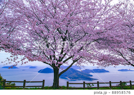世界が認めた桜の名所　紫雲出山 88958576