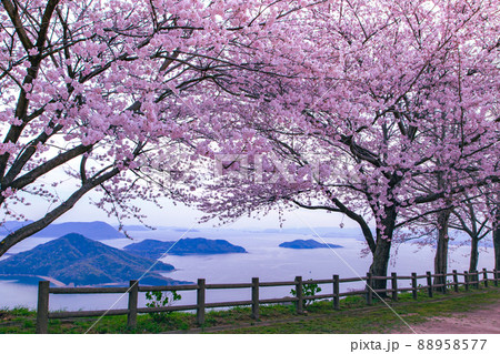 世界が認めた桜の名所　紫雲出山 88958577