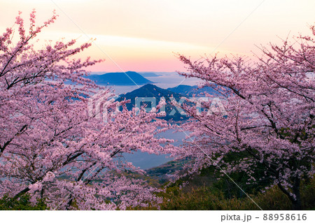 世界が認めた桜の名所　紫雲出山 88958616