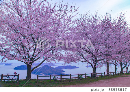 世界が認めた桜の名所　紫雲出山 88958617