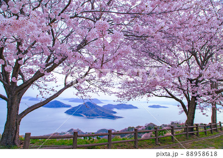 世界が認めた桜の名所　紫雲出山 88958618
