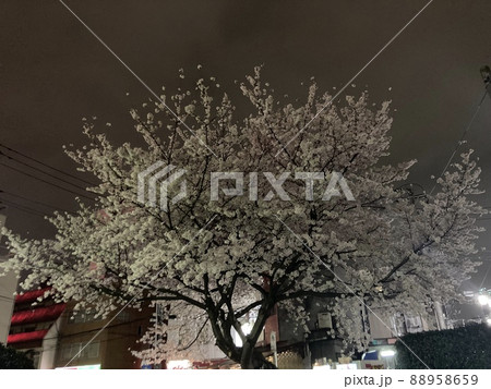 小雨の中に咲く夜桜 小雨の中に咲く夜桜 88958659