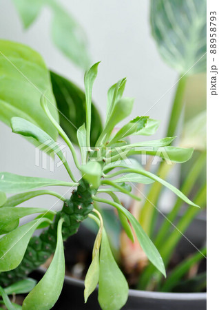 Monadenium, Euphorbia ritchiei or EUPHORBIACEAE Monadenium, Euphorbia ritchiei or EUPHORBIACEAE 88958793