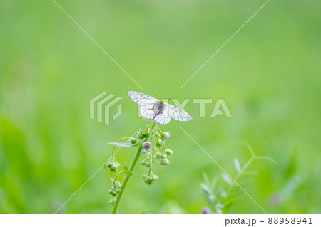 新緑の公園で吸蜜しているウスバシロチョウを撮影　春の蝶　埼玉県 88958941