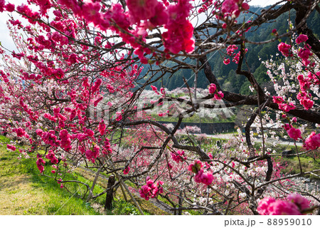 日本一の桃源郷 赤白ピンクの3色の花が咲き誇る圧巻な花桃 88959010