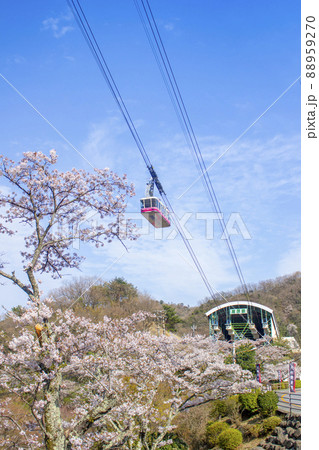 桜と別府ロープウェイ 桜と別府ロープウェイ 88959270