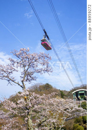 桜と別府ロープウェイ 88959272