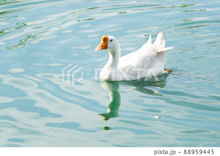White color goose swimming in lake background White color goose swimming in lake background 88959445