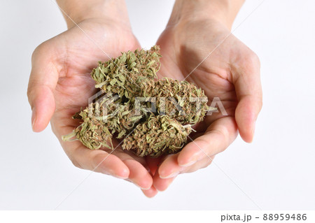Hands holding cannabis flowers while doing research and inspection for medicinal and recreational Hands holding cannabis flowers while doing research and inspection for medicinal and recreational 88959486
