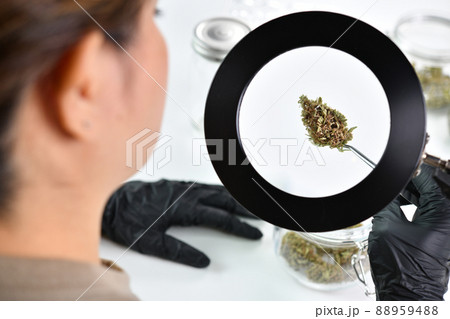Scientist  holding medicinal cannabis flower with forceps and inspecting through magnifying glass 88959488