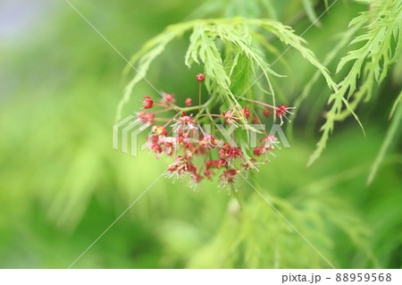 青枝垂れ紅葉(アオシダレモミジ)の新葉と赤い花 青枝垂れ紅葉(アオシダレモミジ)の新葉と赤い花 88959568