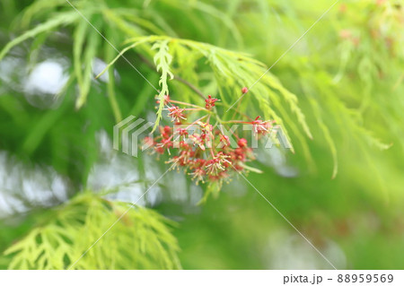 青枝垂れ紅葉(アオシダレモミジ)の新葉と赤い花 青枝垂れ紅葉(アオシダレモミジ)の新葉と赤い花 88959569