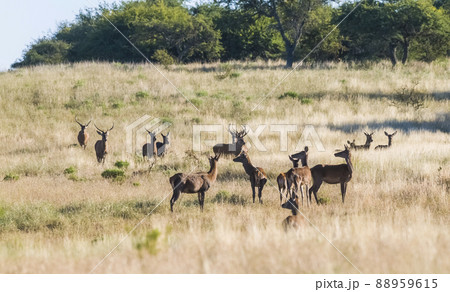 Red deer in La Pampa, Argentina, Parque Luro, Nature Reserve 88959615