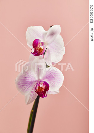 Flowers orchid Phalaenopsis white flowers with pink veins and core on pink background 88959679