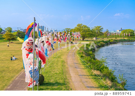 境川緑道公園、大空泳ぐこいのぼり〈岐阜県岐阜市〉 88959741