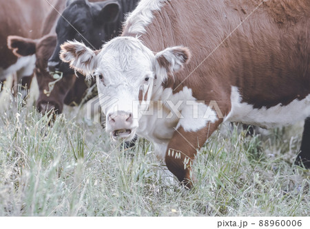 Cows in Countryside,in Pampas landscape, Argentina Cows in Countryside,in Pampas landscape, Argentina 88960006