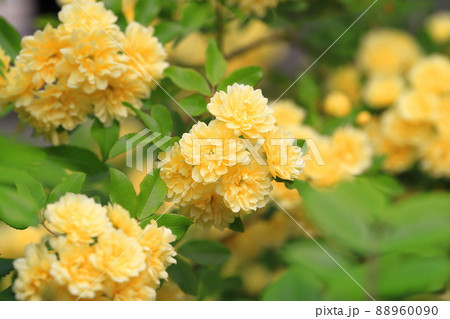 黄色い木香薔薇(モッコウバラ) 黄色い木香薔薇(モッコウバラ) 88960090