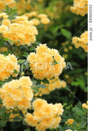 黄色い木香薔薇（モッコウバラ） 88960092