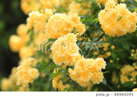 黄色い木香薔薇(モッコウバラ) 黄色い木香薔薇(モッコウバラ) 88960095