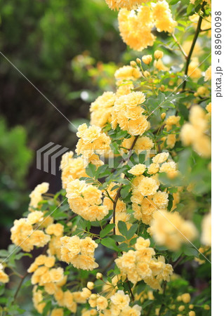 黄色い木香薔薇（モッコウバラ）の写真素材 [88960098] - PIXTA