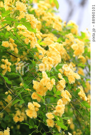 黄色い木香薔薇(モッコウバラ) 黄色い木香薔薇(モッコウバラ) 88960101