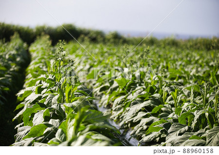 タバコ畑8 88960158
