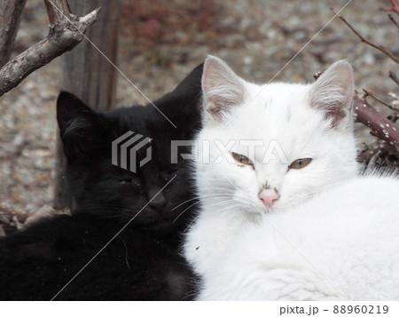 白猫 黒猫子猫 2匹③の写真素材 [88960219] - PIXTA