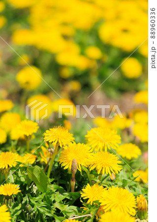 タンポポ タンポポ 88960336