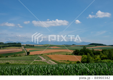 緑と黄金色の畑の丘陵地帯と山並み　十勝岳連峰 88960382