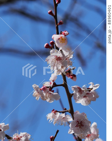 ピンク色の梅の花 紅冬至 梅 ピンク色の梅の花 紅冬至 梅 88960401