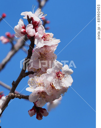 ピンク色の梅の花 紅冬至 梅 88960403