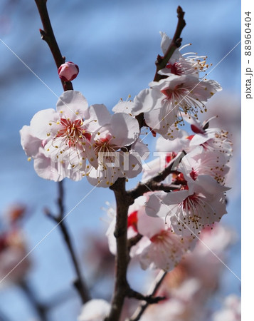 ピンク色の梅の花 紅冬至 梅 ピンク色の梅の花 紅冬至 梅 88960404