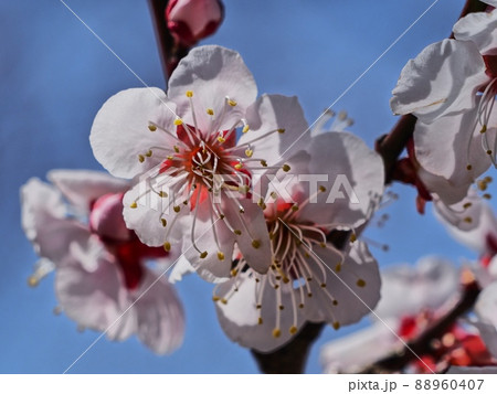 ピンク色の梅の花 紅冬至 梅 ピンク色の梅の花 紅冬至 梅 88960407